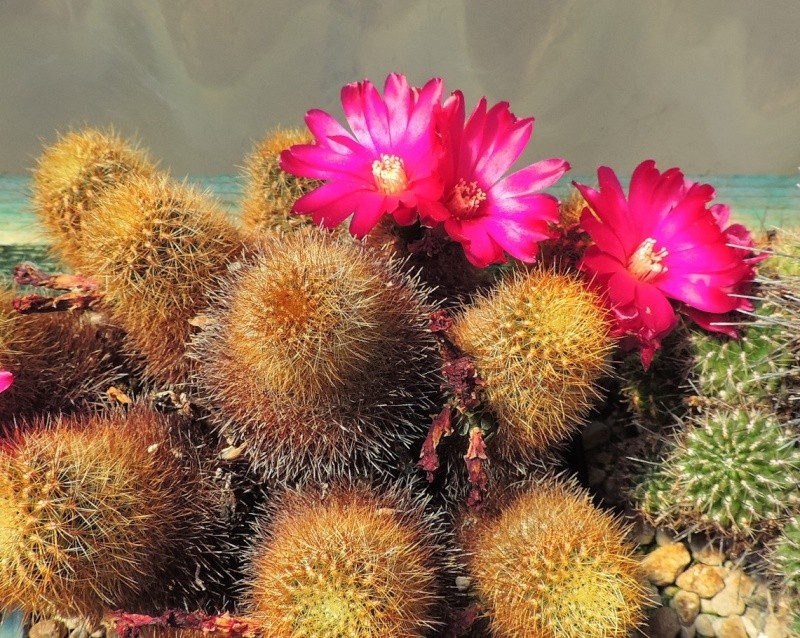 Cacti and Sukkulent in Köln, every day new flowers in the greenhouse Part 105 Bild1225