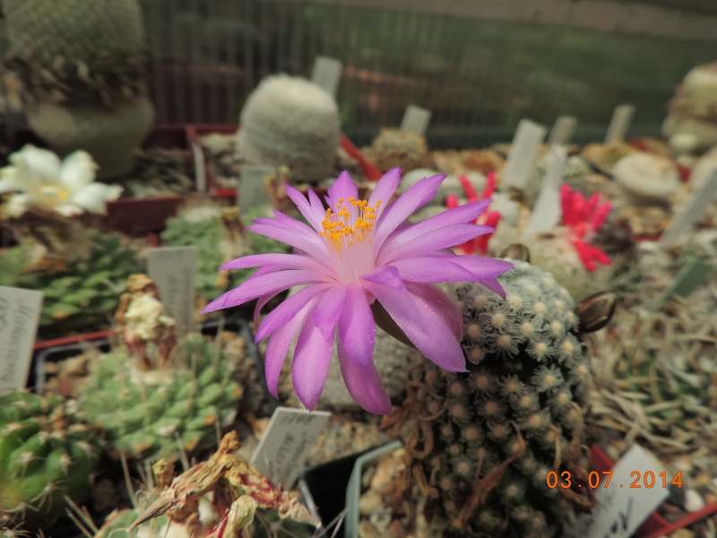 Cacti and Sukkulent in Köln, every day new flowers in the greenhouse Part 105 Bild1234