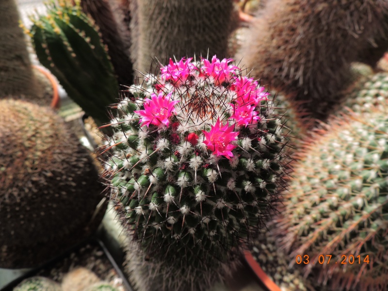 Cacti and Sukkulent in Köln, every day new flowers in the greenhouse Part 105 Bild1252