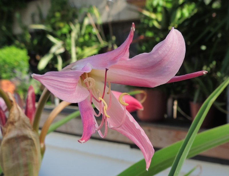 Cacti and Sukkulent in Köln, every day new flowers in the greenhouse Part 105 Bild1263