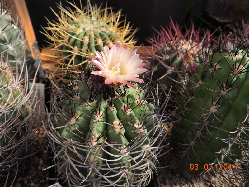 Cacti and Sukkulent in Köln, every day new flowers in the greenhouse Part 105 Bild1266