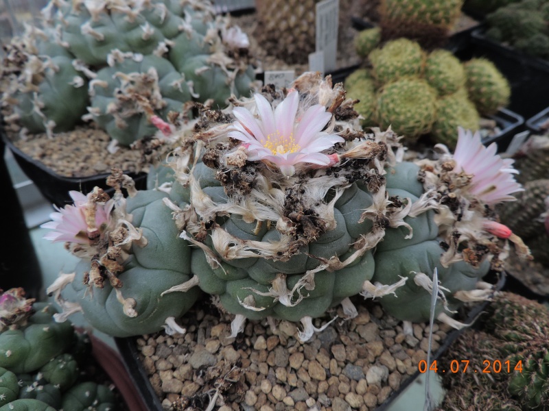 Cacti and Sukkulent in Köln, every day new flowers in the greenhouse Part 105 Bild1275