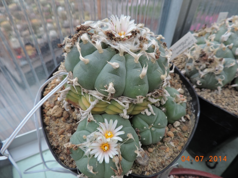 Cacti and Sukkulent in Köln, every day new flowers in the greenhouse Part 105 Bild1276