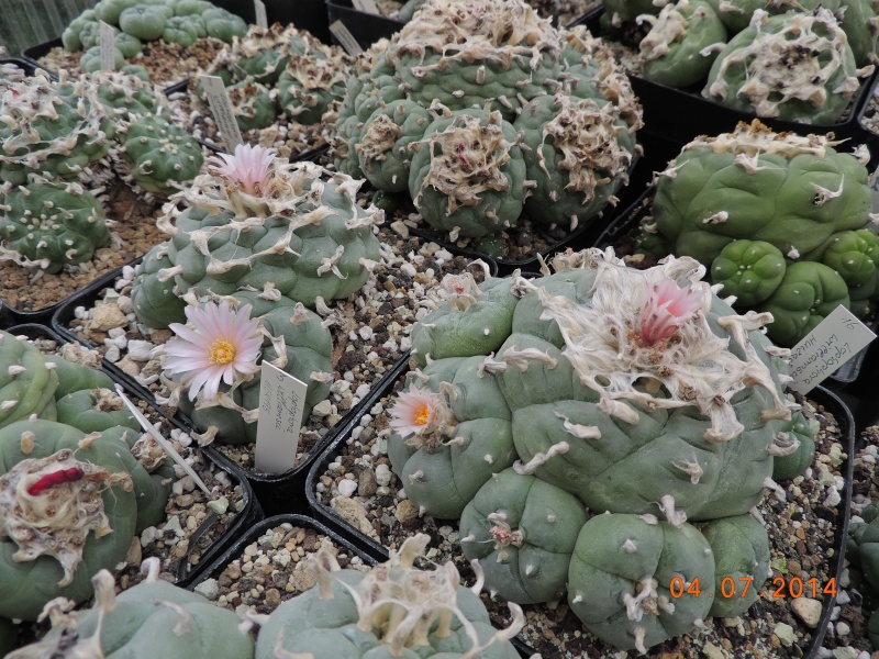 Cacti and Sukkulent in Köln, every day new flowers in the greenhouse Part 105 Bild1281