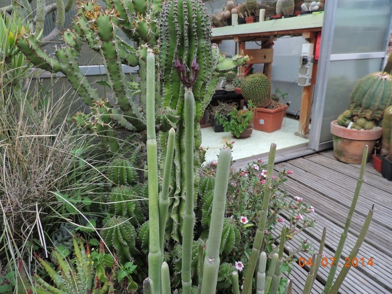 Cacti and Sukkulent in Köln, every day new flowers in the greenhouse Part 105 Bild1317