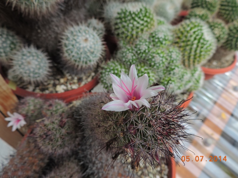 Cacti and Sukkulent in Köln, every day new flowers in the greenhouse Part 106 Bild1341