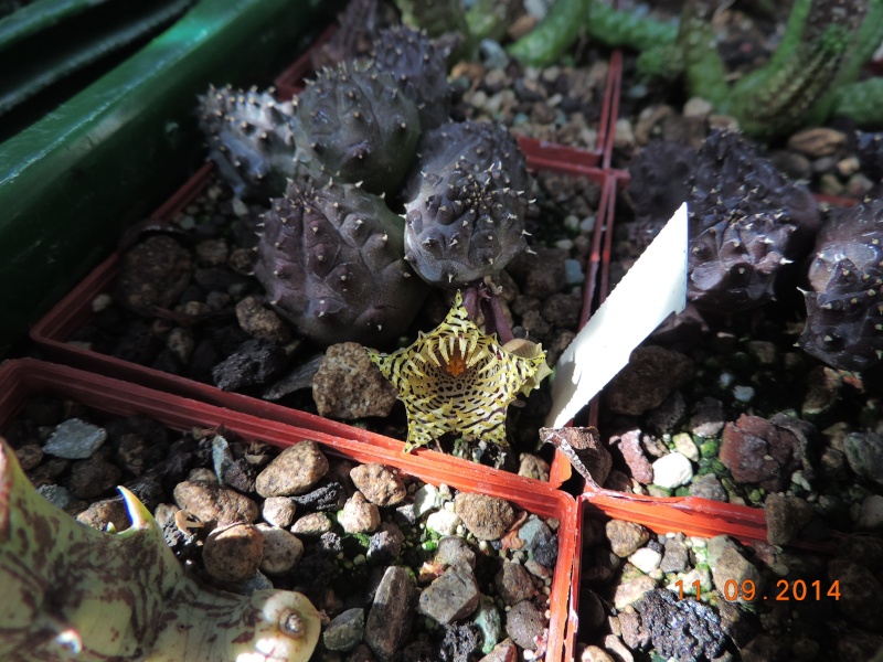 Cacti and Sukkulent in Köln, every day new flowers in the greenhouse Part 107 Bild1434