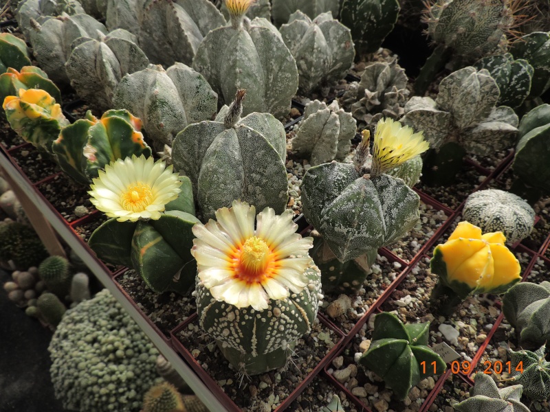 Cacti and Sukkulent in Köln, every day new flowers in the greenhouse Part 107 Bild1438