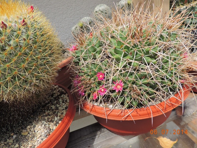 Cacti and Sukkulent in Köln, every day new flowers in the greenhouse Part 107 Bild1458