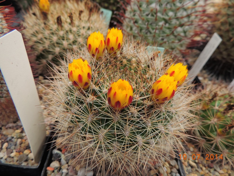 Cacti and Sukkulent in Köln, every day new flowers in the greenhouse Part 108 Bild1530