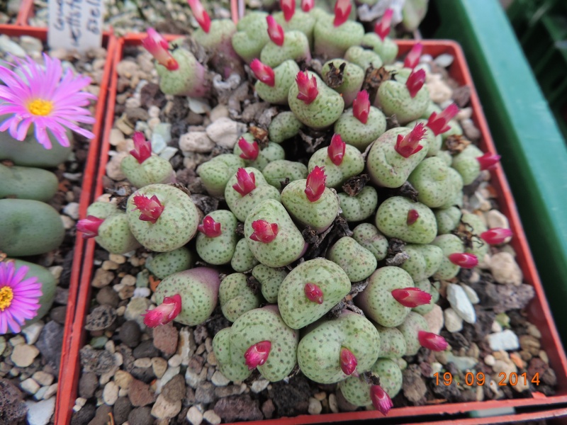 Cacti and Sukkulent in Köln, every day new flowers in the greenhouse Part 108 Bild1554