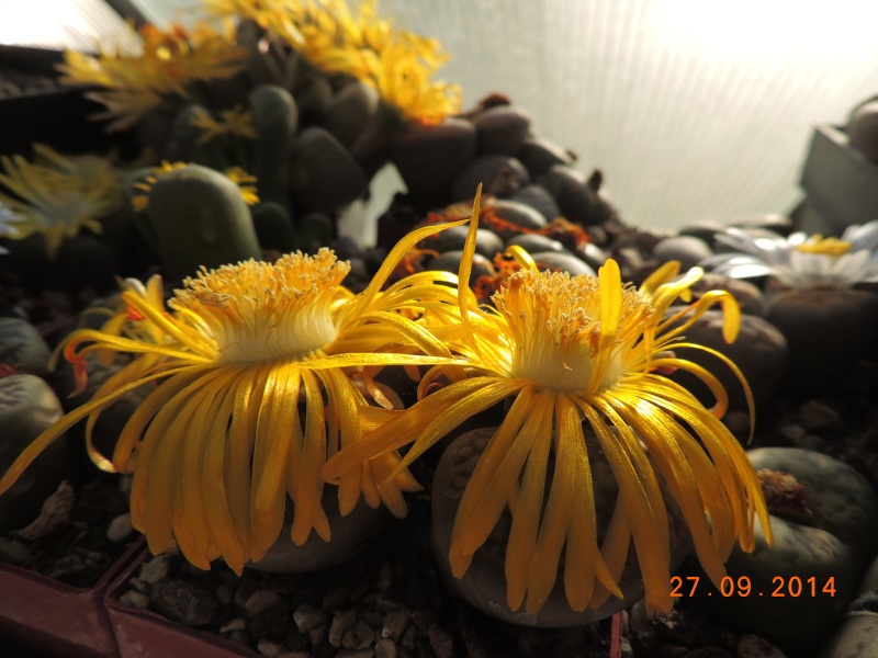 Cacti and Sukkulent in Köln, every day new flowers in the greenhouse Part 109 Bild1649