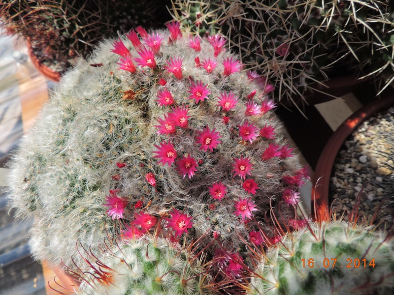 Cacti and Sukkulent in Köln, every day new flowers in the greenhouse Part 109 Bild1670