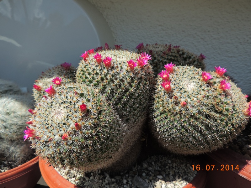 Cacti and Sukkulent in Köln, every day new flowers in the greenhouse Part 109 Bild1672