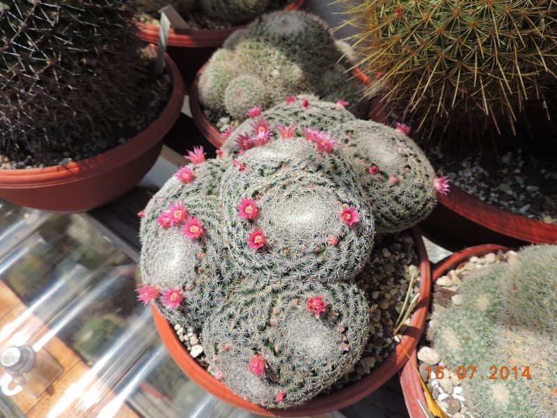 Cacti and Sukkulent in Köln, every day new flowers in the greenhouse Part 109 Bild1673