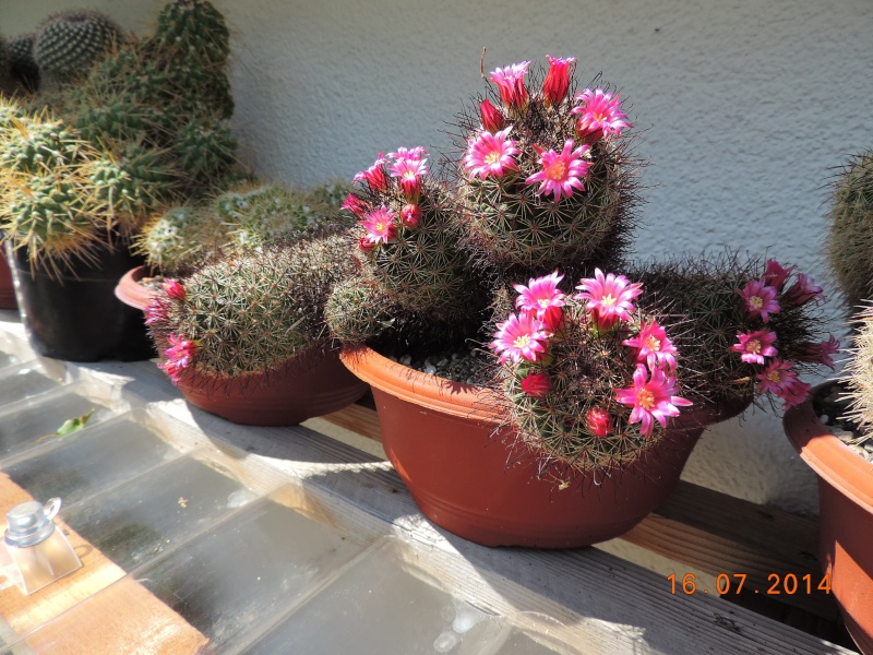 Cacti and Sukkulent in Köln, every day new flowers in the greenhouse Part 109 Bild1674