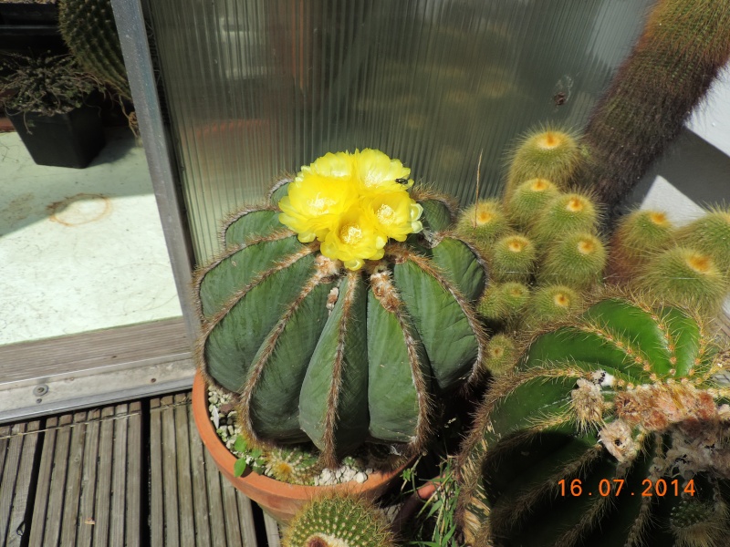 Cacti and Sukkulent in Köln, every day new flowers in the greenhouse Part 109 Bild1675