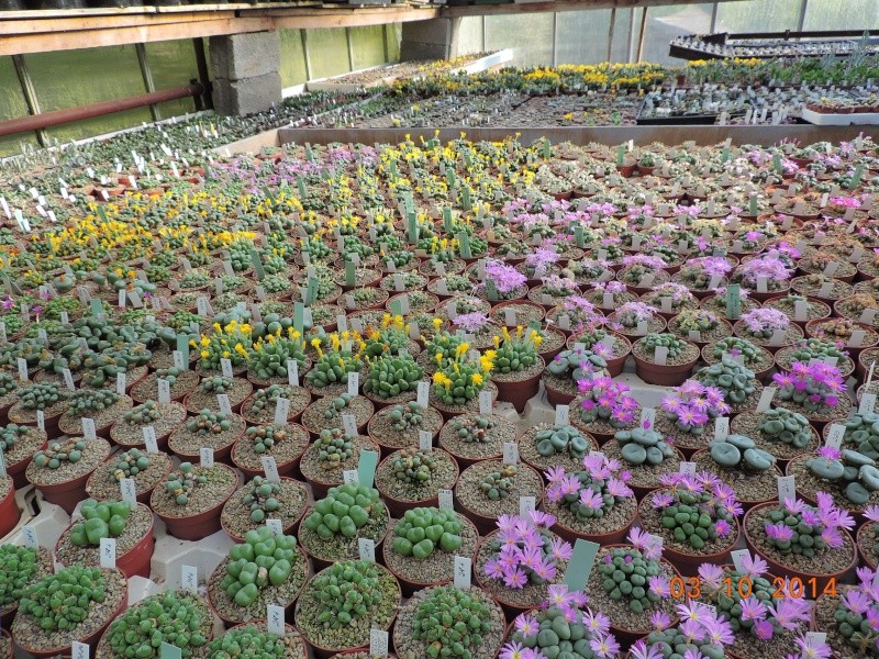 Cacti and Sukkulent in Köln, every day new flowers in the greenhouse Part 109 Bild1700