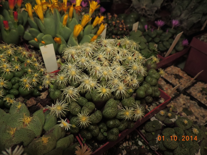 Cacti and Sukkulent in Köln, every day new flowers in the greenhouse Part 109 Bild1703