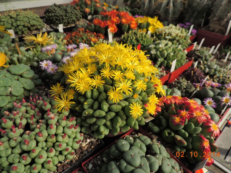 Cacti and Sukkulent in Köln, every day new flowers in the greenhouse Part 109 Bild1709
