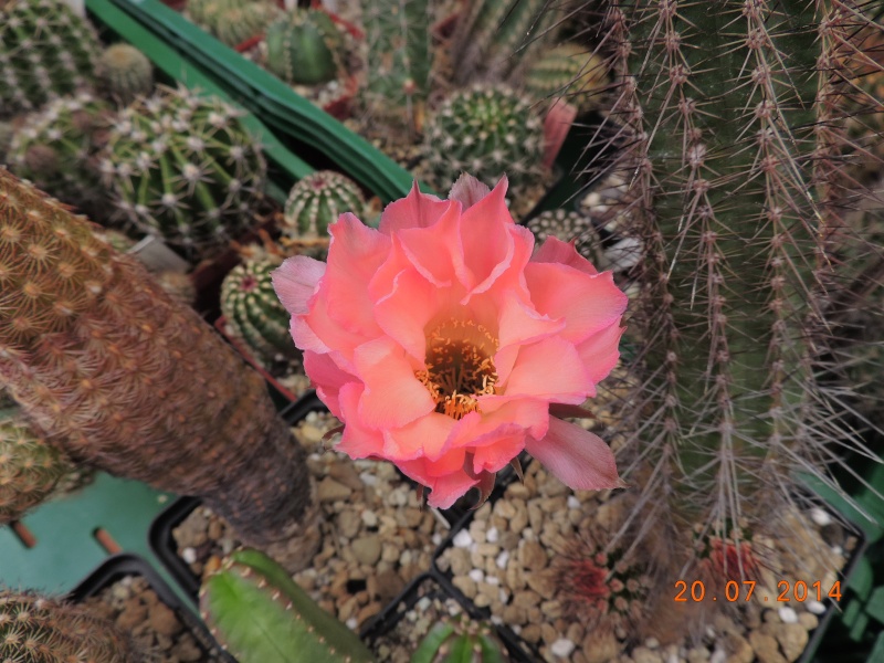 Cacti and Sukkulent in Köln, every day new flowers in the greenhouse Part 110 Bild1807