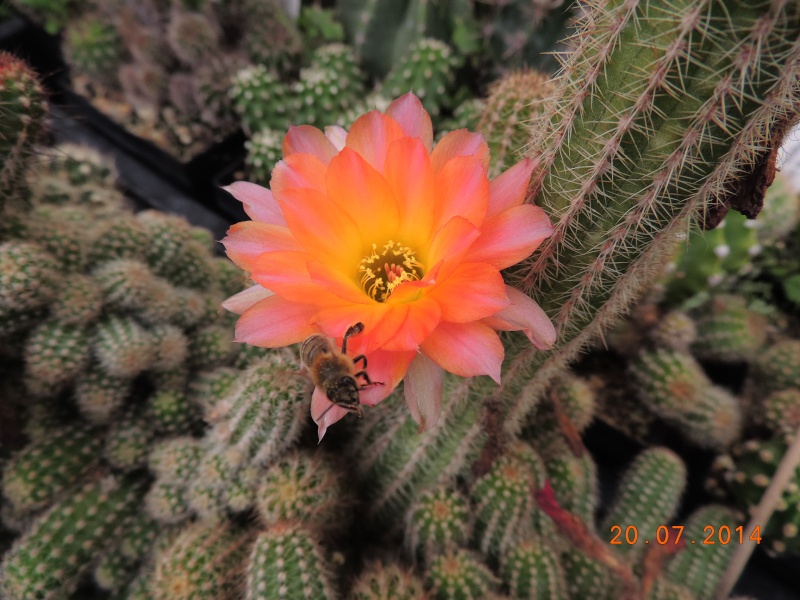 Cacti and Sukkulent in Köln, every day new flowers in the greenhouse Part 110 Bild1808