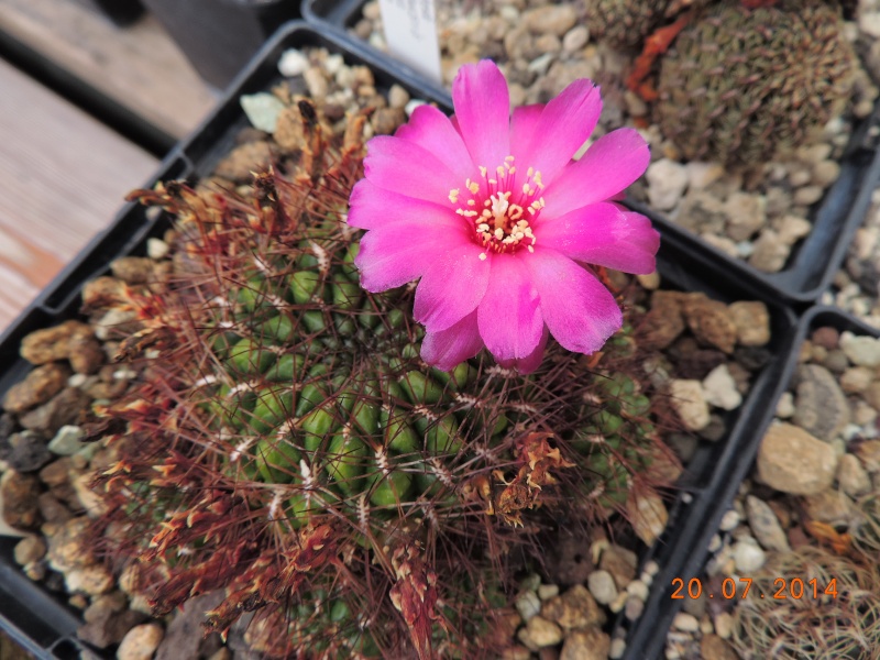 Cacti and Sukkulent in Köln, every day new flowers in the greenhouse Part 110 Bild1820