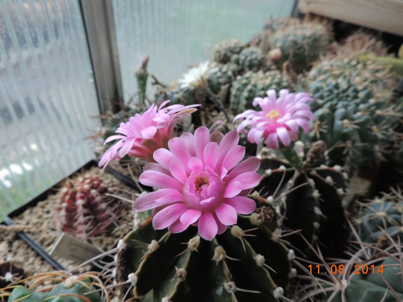 Cacti and Sukkulent in Köln, every day new flowers in the greenhouse Part 115 Bild1926