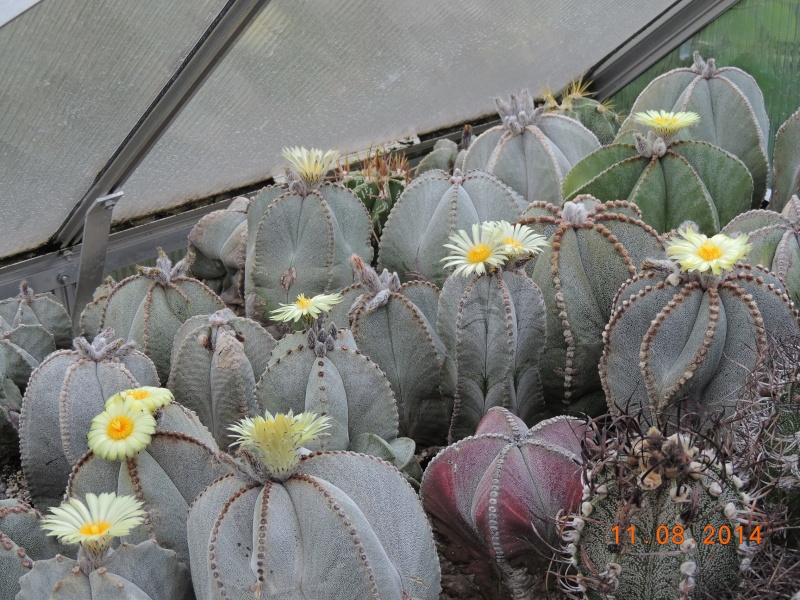 Cacti and Sukkulent in Köln, every day new flowers in the greenhouse Part 115 Bild1930