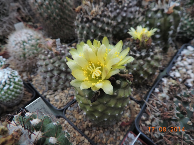 Cacti and Sukkulent in Köln, every day new flowers in the greenhouse Part 115 Bild1945