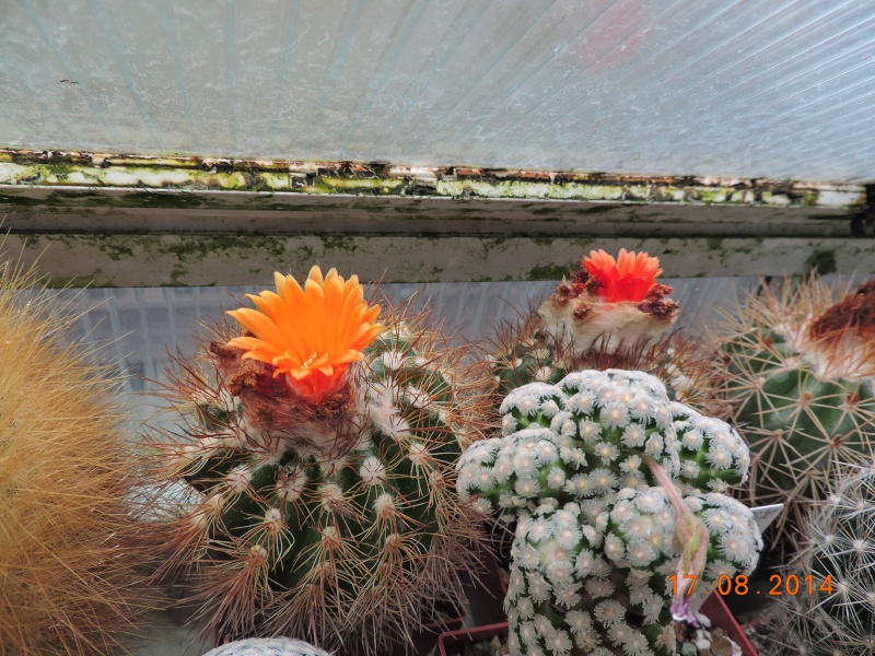 Cacti and Sukkulent in Köln, every day new flowers in the greenhouse Part 115 Bild1947