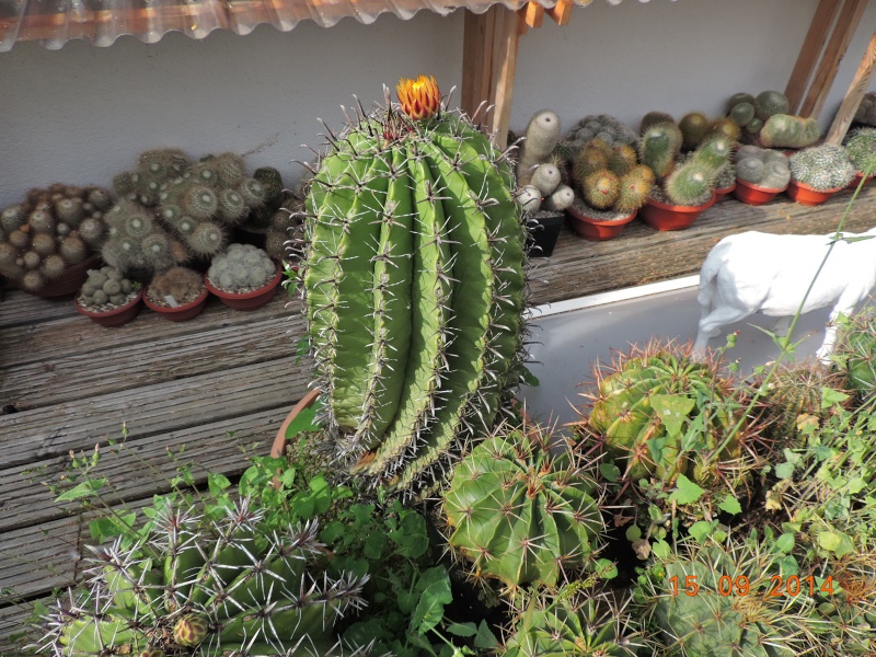 Cacti and Sukkulent in Köln, every day new flowers in the greenhouse Part 115 Bild1965