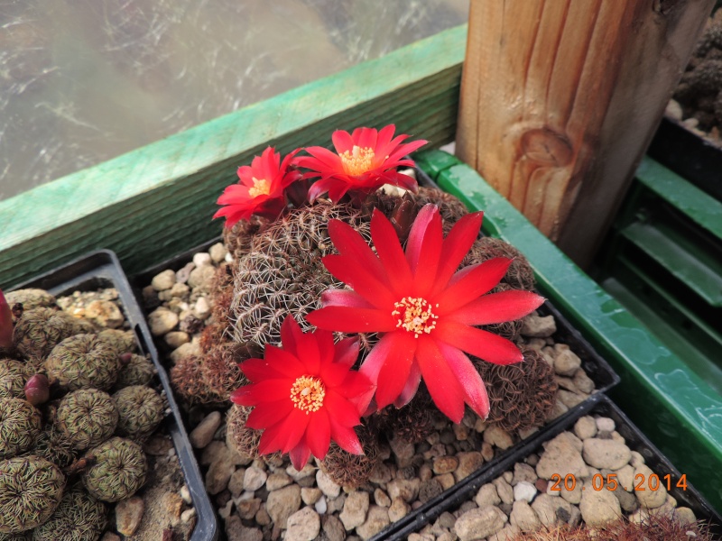 Cacti and Sukkulent in Köln, every day new flowers in the greenhouse Part 96 Bild_121