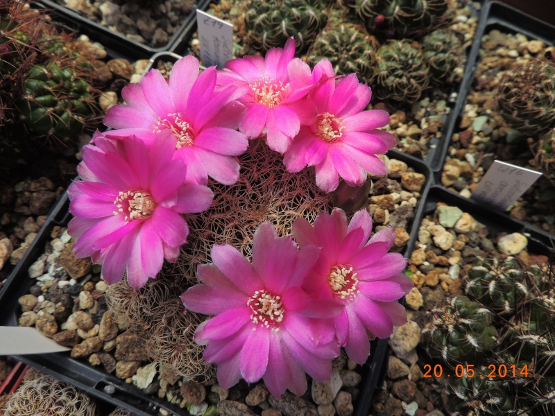Cacti and Sukkulent in Köln, every day new flowers in the greenhouse Part 96 Bild_126