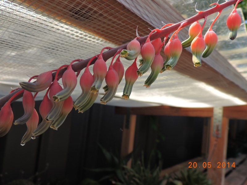 Cacti and Sukkulent in Köln, every day new flowers in the greenhouse Part 96 Bild_128