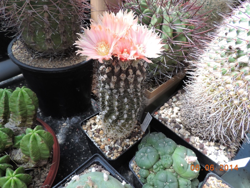 Cacti and Sukkulent in Köln, every day new flowers in the greenhouse Part 96 Bild_153