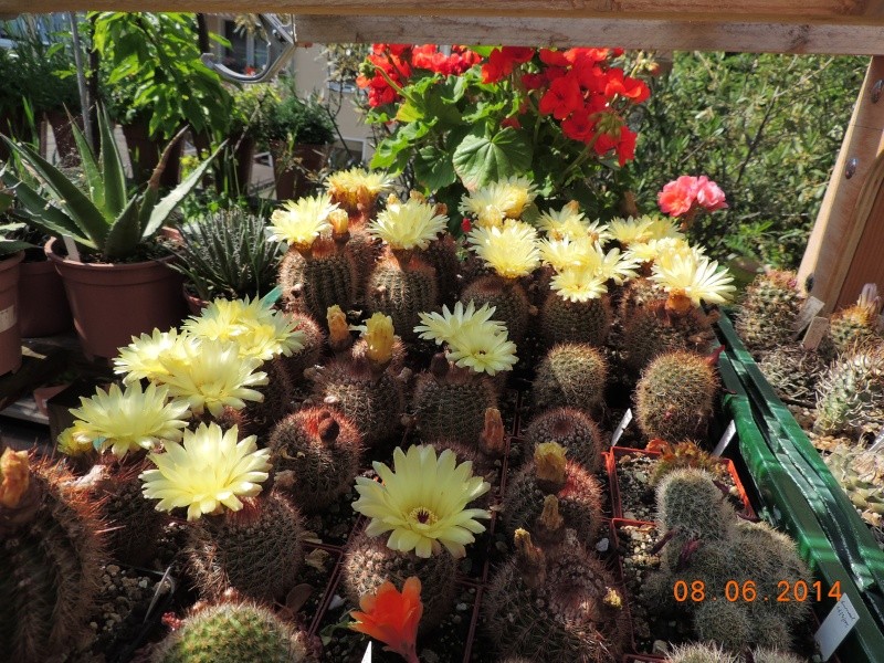 Cacti and Sukkulent in Köln, every day new flowers in the greenhouse Part 96 Bild_169