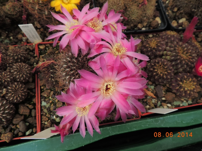 Cacti and Sukkulent in Köln, every day new flowers in the greenhouse Part 96 Bild_182