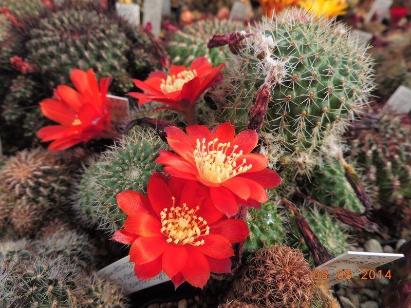 Cacti and Sukkulent in Köln, every day new flowers in the greenhouse Part 96 Bild_186