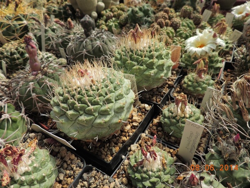 Cacti and Sukkulent in Köln, every day new flowers in the greenhouse Part 96 Bild_195