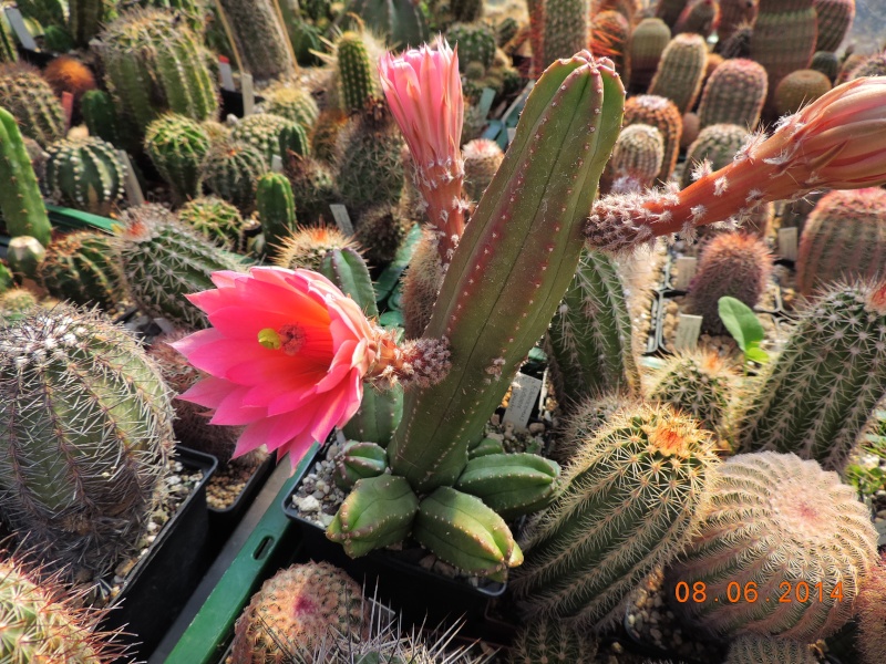 Cacti and Sukkulent in Köln, every day new flowers in the greenhouse Part 96 Bild_202
