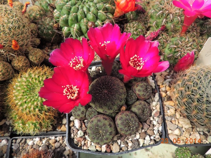 Cacti and Sukkulent in Köln, every day new flowers in the greenhouse Part 97 Bild_213