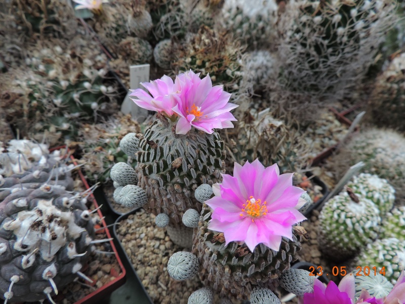 Cacti and Sukkulent in Köln, every day new flowers in the greenhouse Part 97 Bild_223