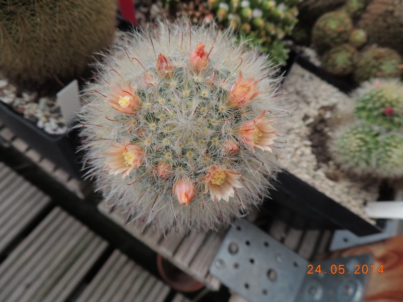 Cacti and Sukkulent in Köln, every day new flowers in the greenhouse Part 97 Bild_243