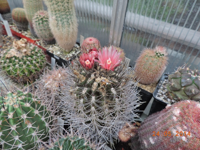 Cacti and Sukkulent in Köln, every day new flowers in the greenhouse Part 97 Bild_254