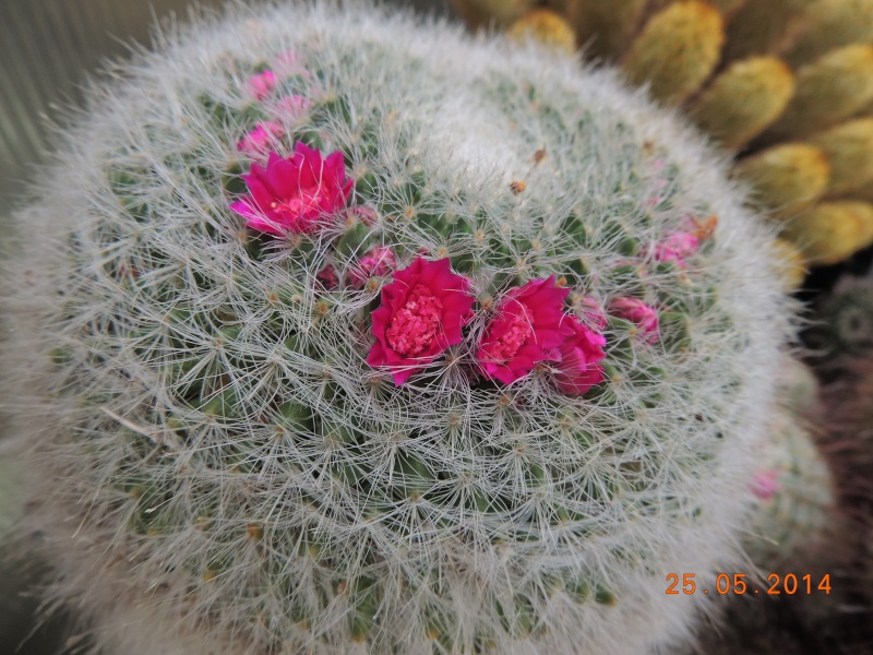 Cacti and Sukkulent in Köln, every day new flowers in the greenhouse Part 97 Bild_271