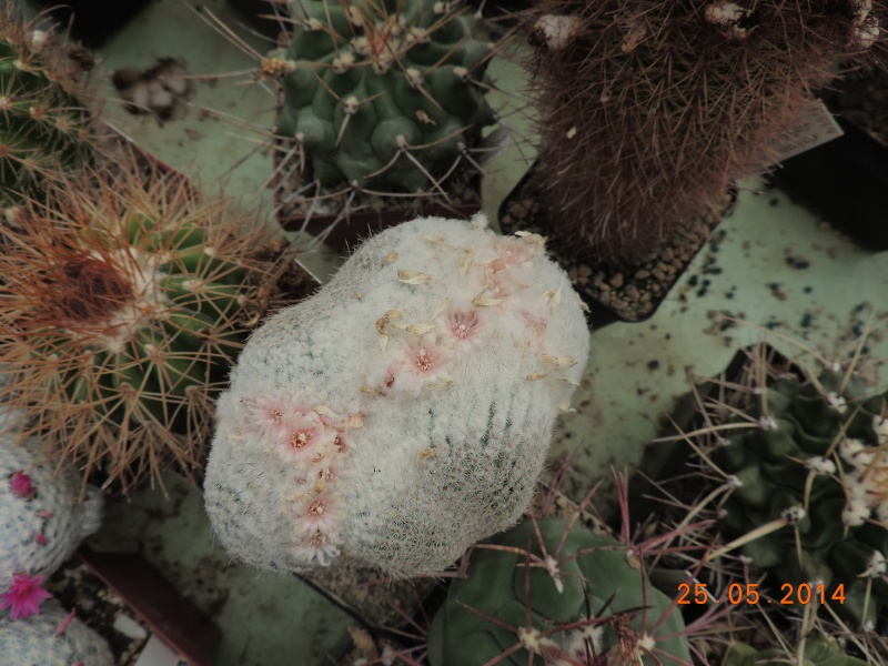 Cacti and Sukkulent in Köln, every day new flowers in the greenhouse Part 97 Bild_279