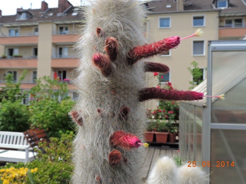 Cacti and Sukkulent in Köln, every day new flowers in the greenhouse Part 97 Bild_291