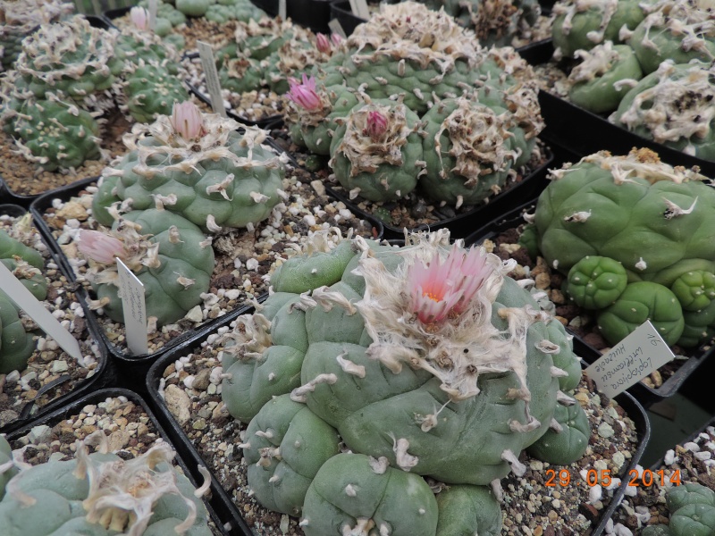 Cacti and Sukkulent in Köln, every day new flowers in the greenhouse Part 97 Bild_309