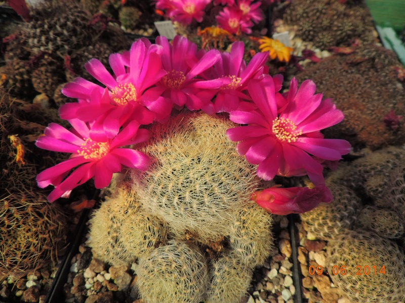 Cacti and Sukkulent in Köln, every day new flowers in the greenhouse Part 99 Bild_479